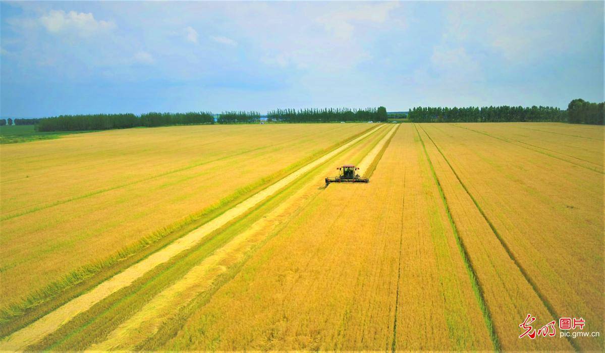 Picture|Wheat harvested in NE China's Heilongjiang Province