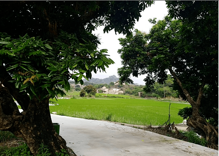 美丽乡村典型案例霞美镇沃柄村坚持绿色发展绘就美丽画卷