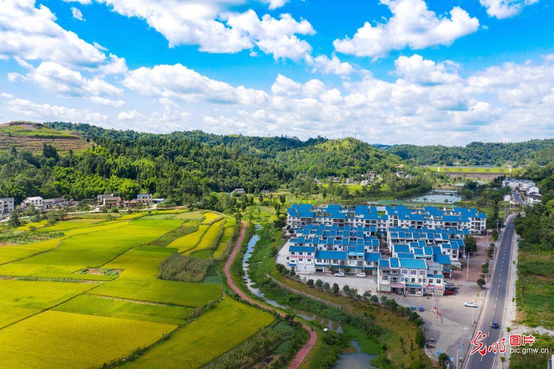 in|Autumn scenery of golden rice fields in SW China's Chongqing