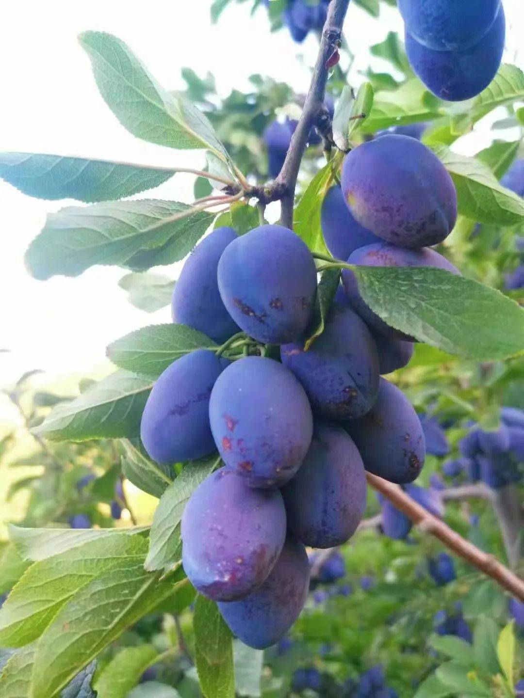 平凉人,最近这个地方千万别去,我怕你挤不进去_西梅