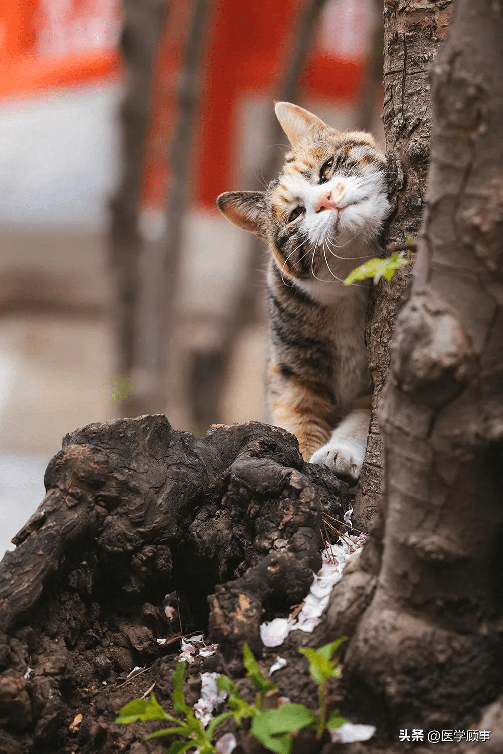 故宫博物馆里的猫咪