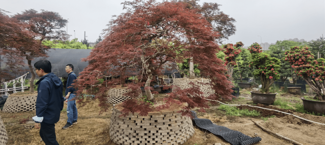 绿地南浔文华府 | "水晶晶"南浔 打造晶彩人生