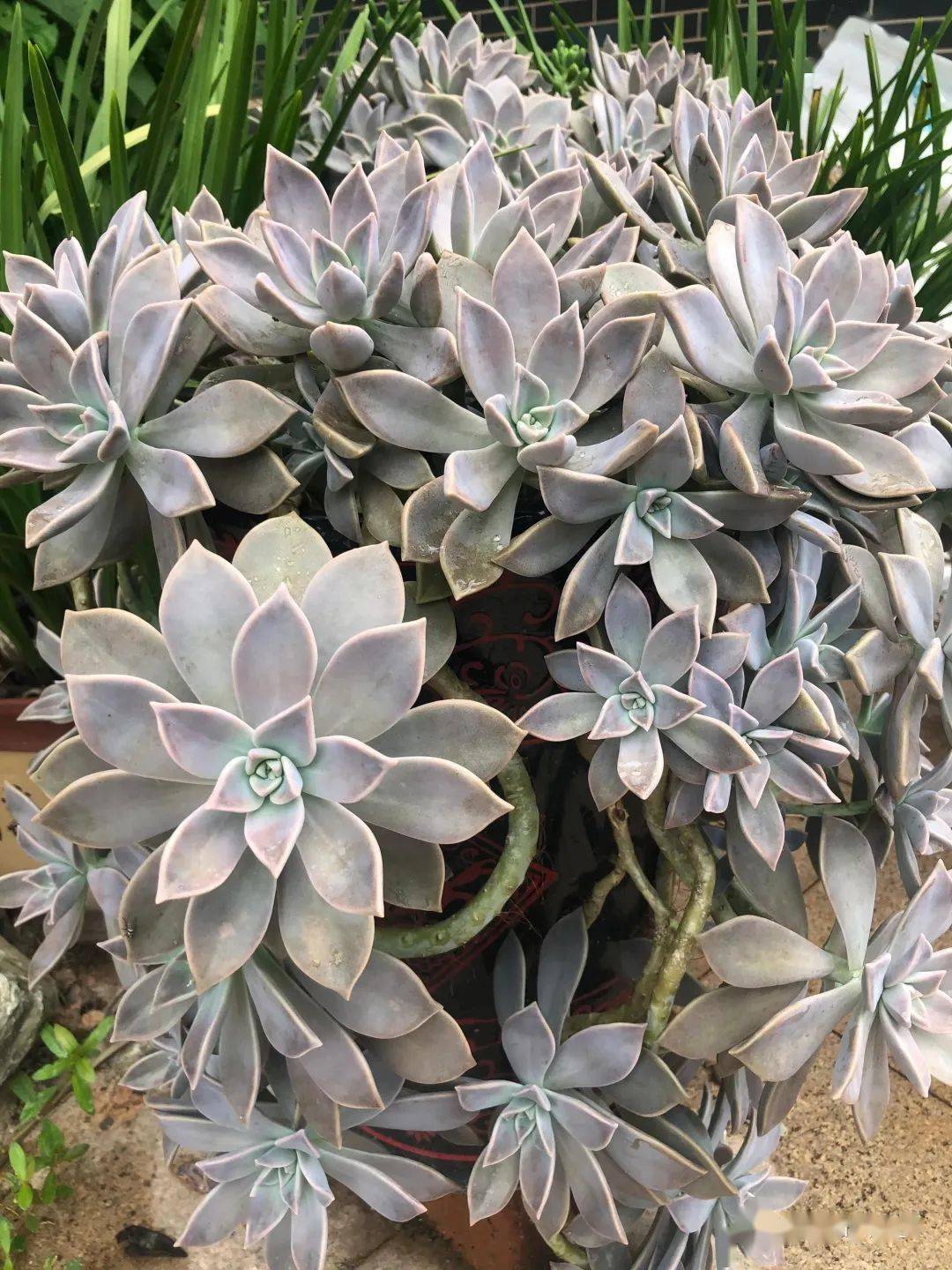 花友分享 | 胧月,其实也很美~_公众