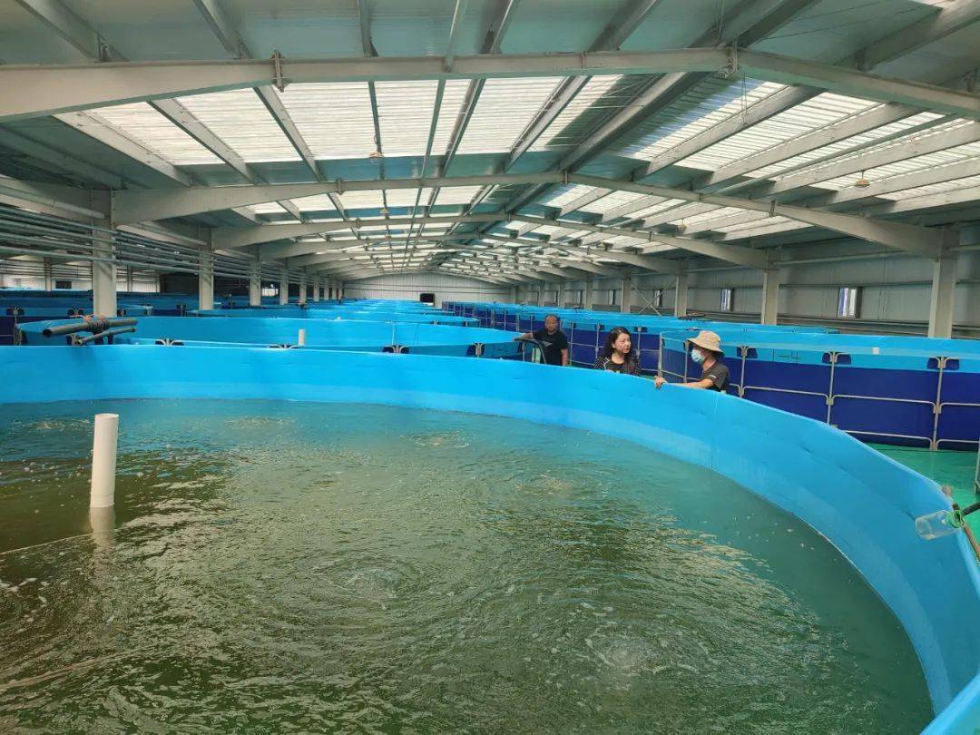 牛室内圆桶里养出致富虾产量还奇高