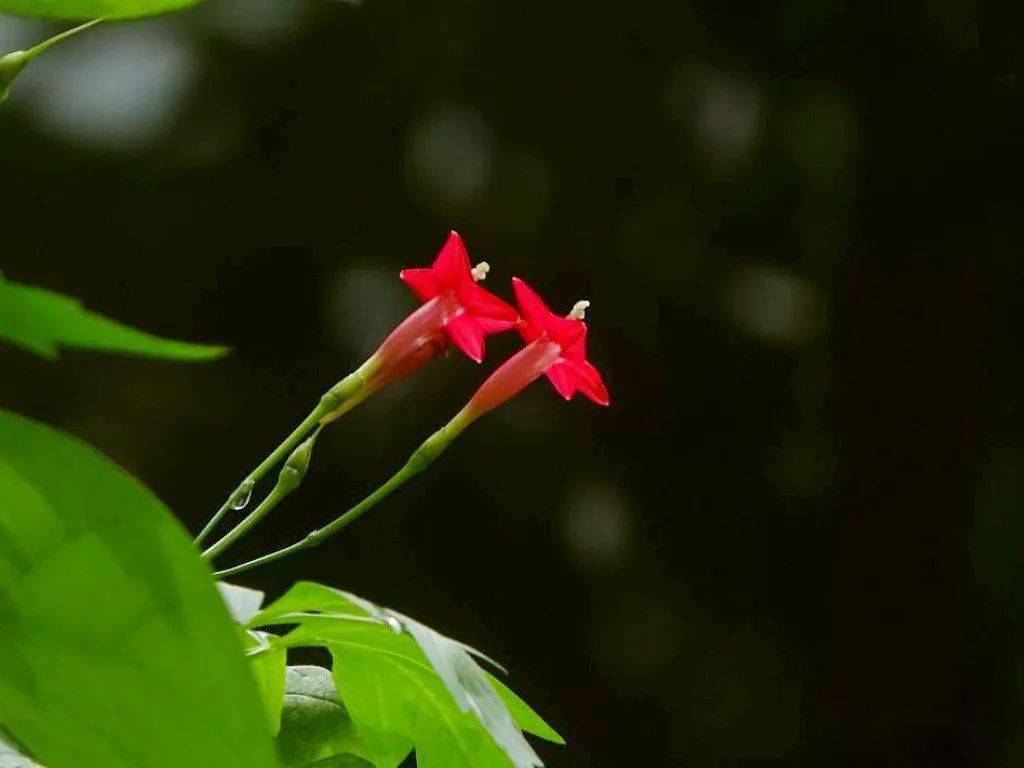 蔦蘿花開紅五星