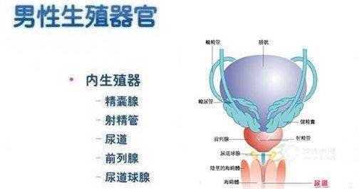 干细胞在男性生殖系统中的应用