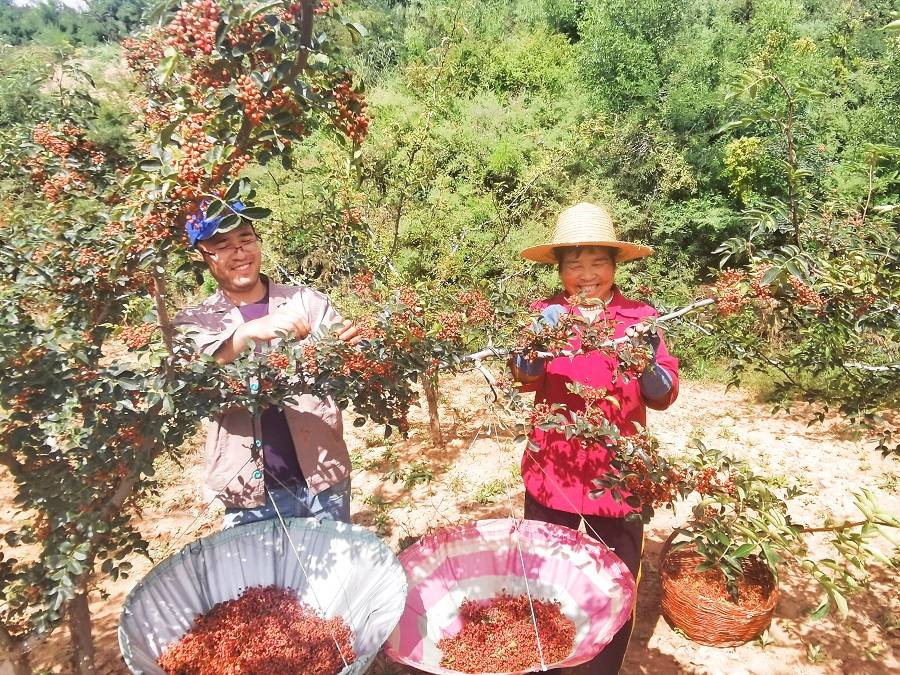 陕西印台 花椒红满山椒农喜增收 上店