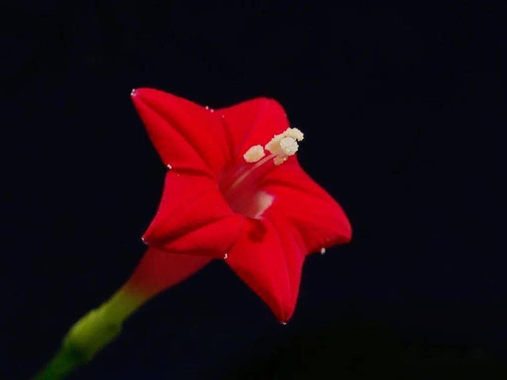 茑萝花开红五星 花儿