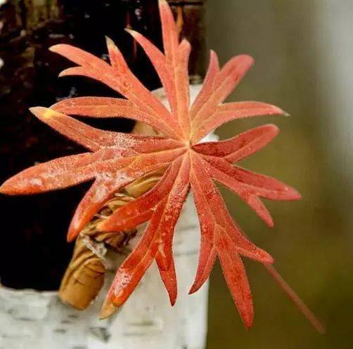 时间煮雨简谱双手数字_时间煮雨钢琴简谱双手(2)