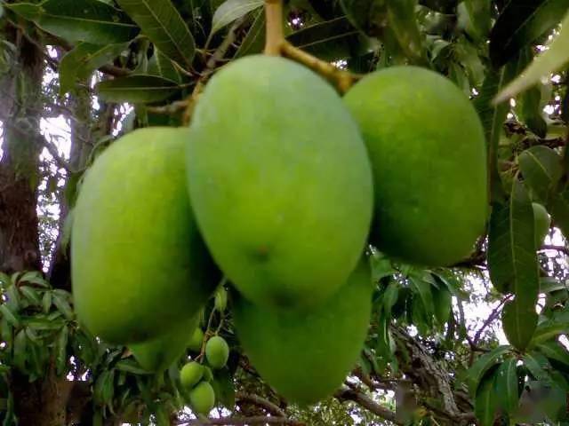 怎么种芒果种子100%成功 d0b16c362e6c4feea95304283de3eaba.jpeg