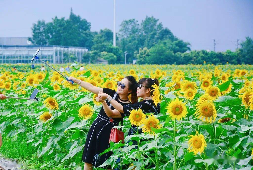 美如油画,崇州这一大片向日葵花海藏不住了!_五星村