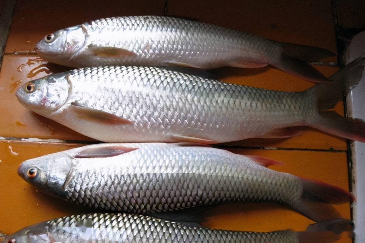 数量直追罗非鱼,在南方水域很常见,一斤6元,吃货和钓友却无意