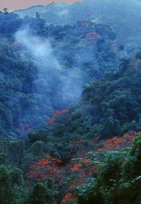深山老林-livekong来悟空