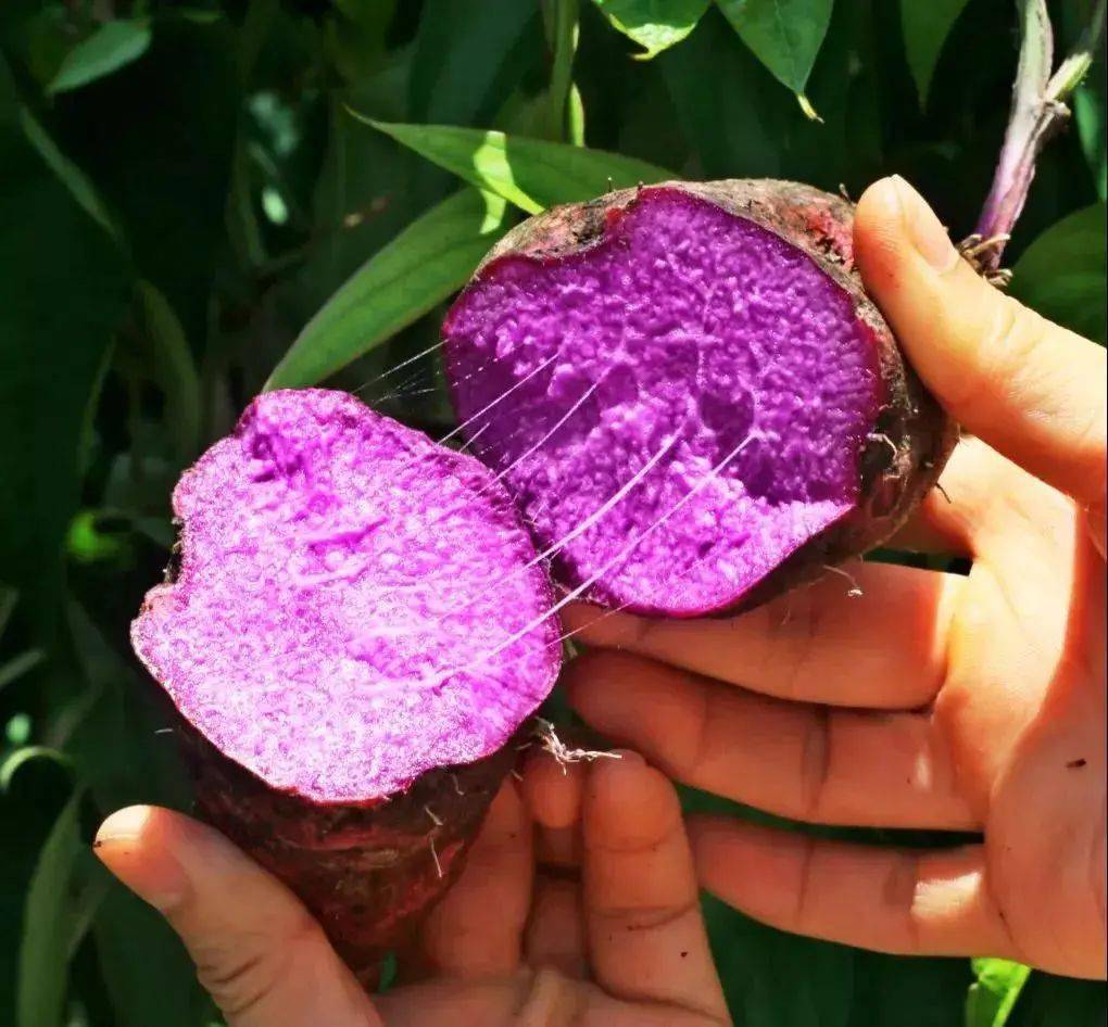 活动紫人参赣州三百山紫山药浓郁香甜入口绵软营养丰富