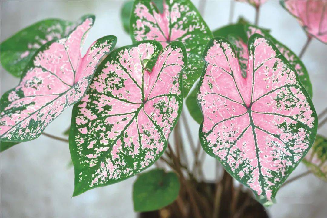 绿植中的调色板五彩芋新品