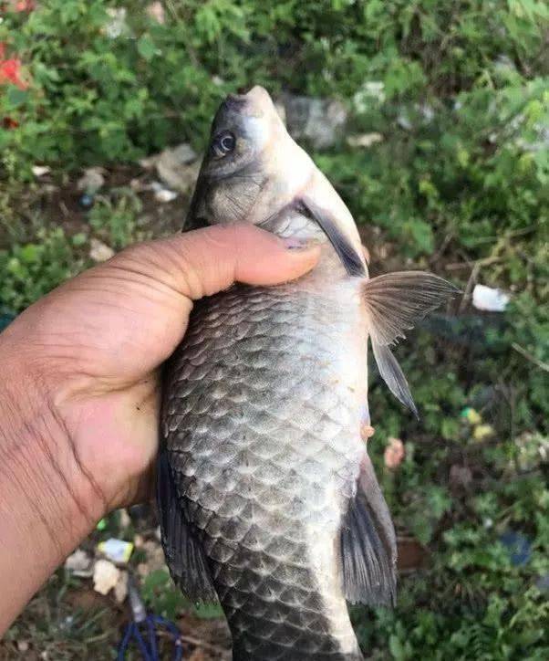 9c530e40713045909881c332c437b798.jpeg