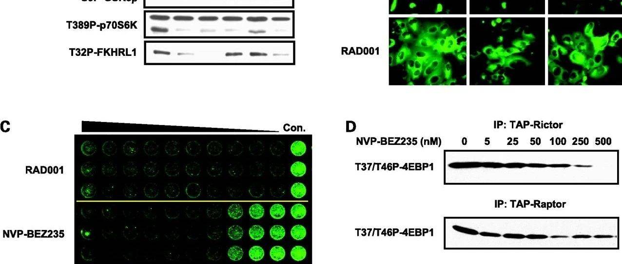PI3K/ Akt信号通路研究文献剖析_Pan-PI