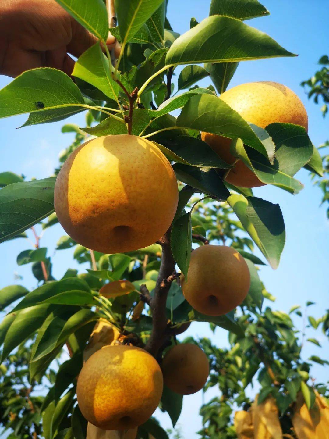 初秋有一种甜叫梨子熟了