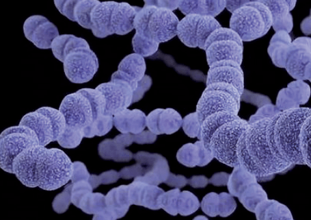 细菌也有"倩影"_菌落