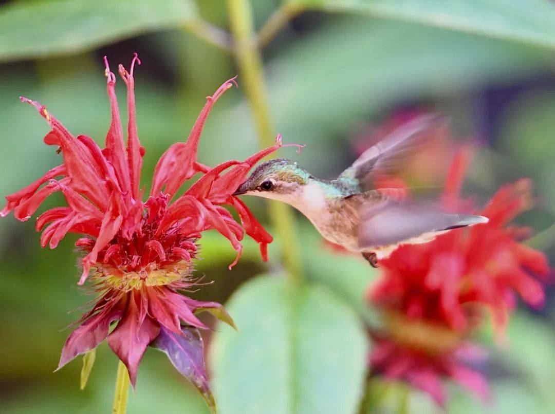 蜂鸟吻花是惊艳二