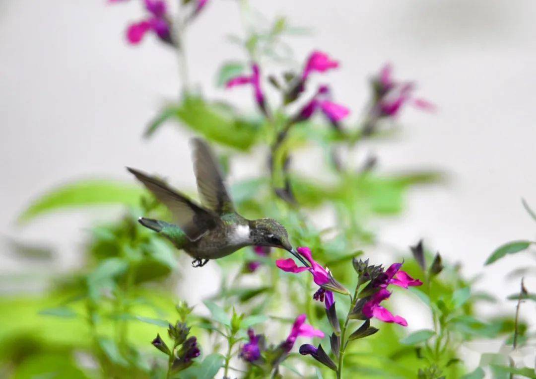 cb373faa2c4a491792f7ed6aaa92158c.jpeg