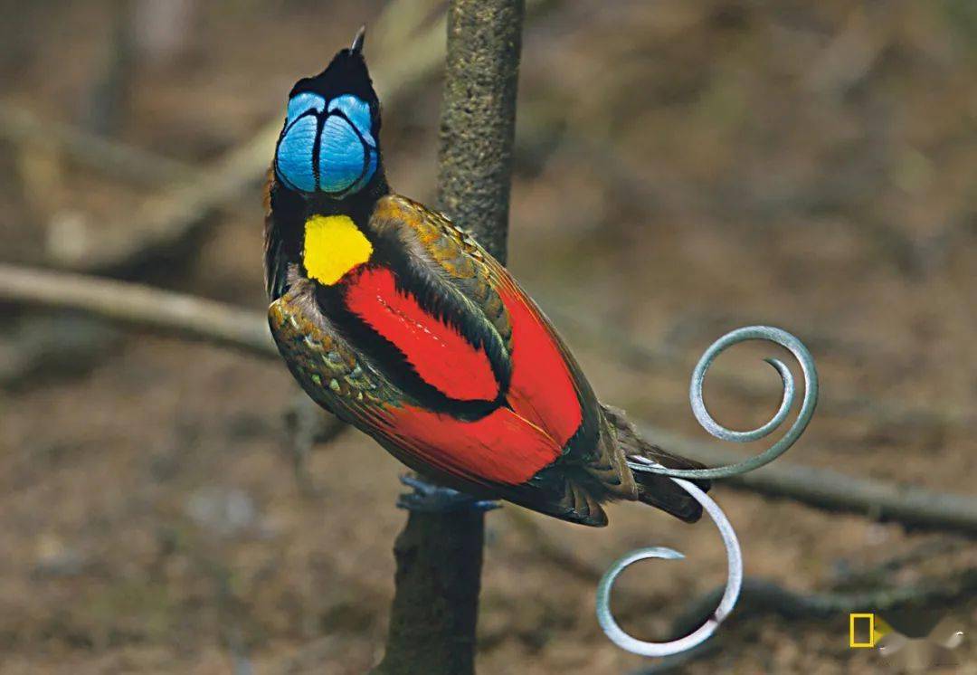 此鸟一出,一切鸟黯然失色_极乐鸟