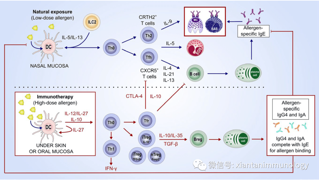 然後,抗原肽被初始cd4 t細胞上的特異性t細胞受體識別,分化為t輔助