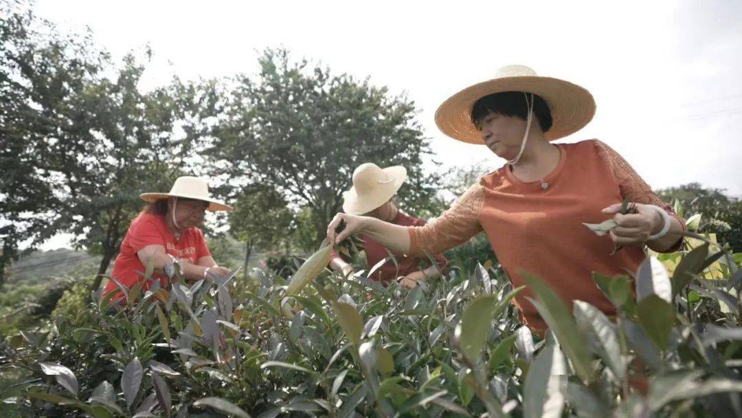 山那邊,小康路上有茶香