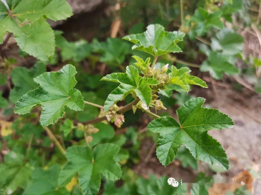 草木葳蕤野葵