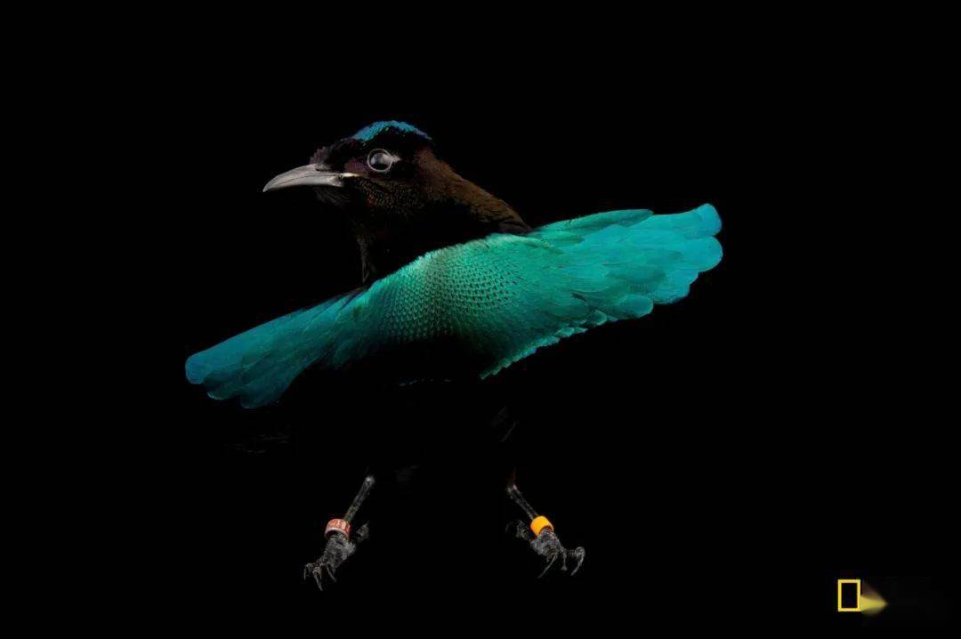 摄影:tim larman月牙华美极乐鸟(lophorina niedda)在相貌上很容易