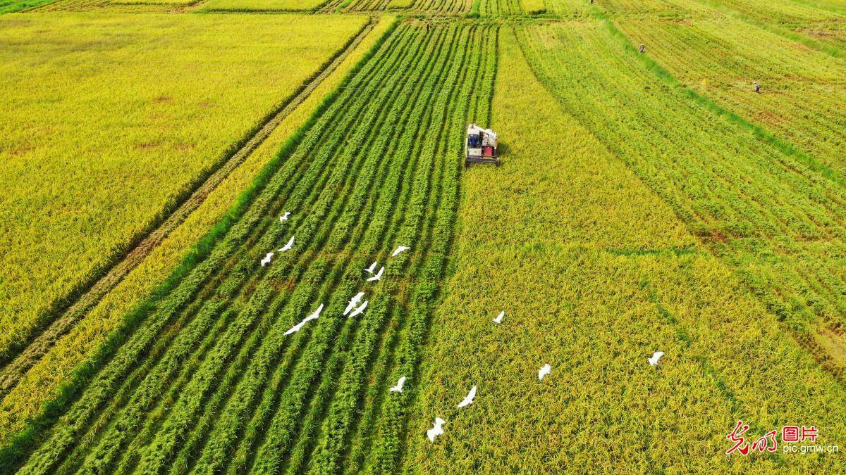 Village|Egrets flying over the fields in E China's Jiangxi Province