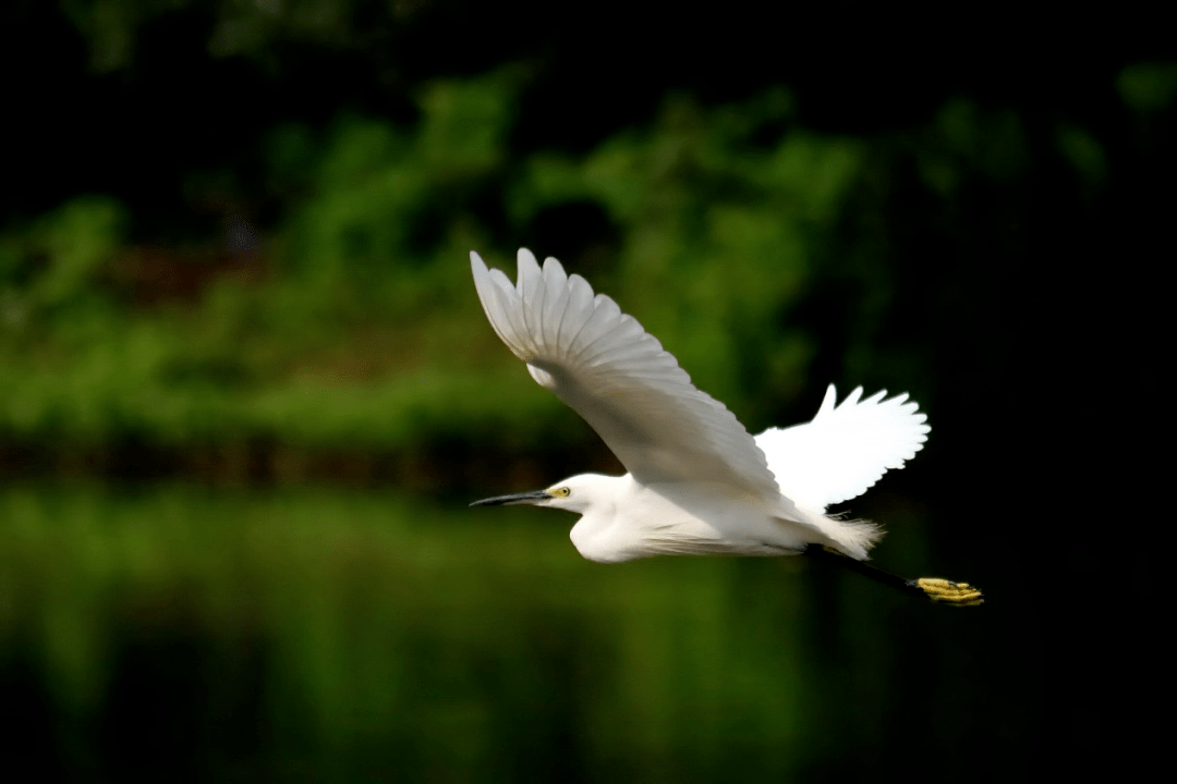 诗情画意仙气飘世纪公园白鹭飞