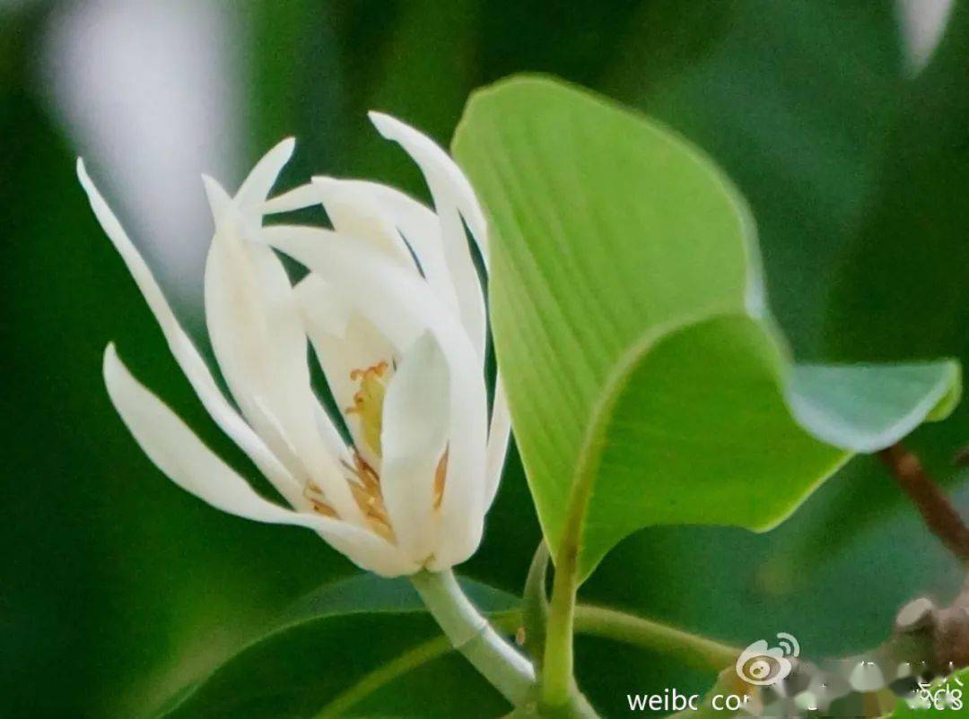 西双版纳傣族的象征五树六花