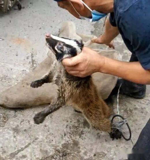 南部这里竟有人当街卖野生动物