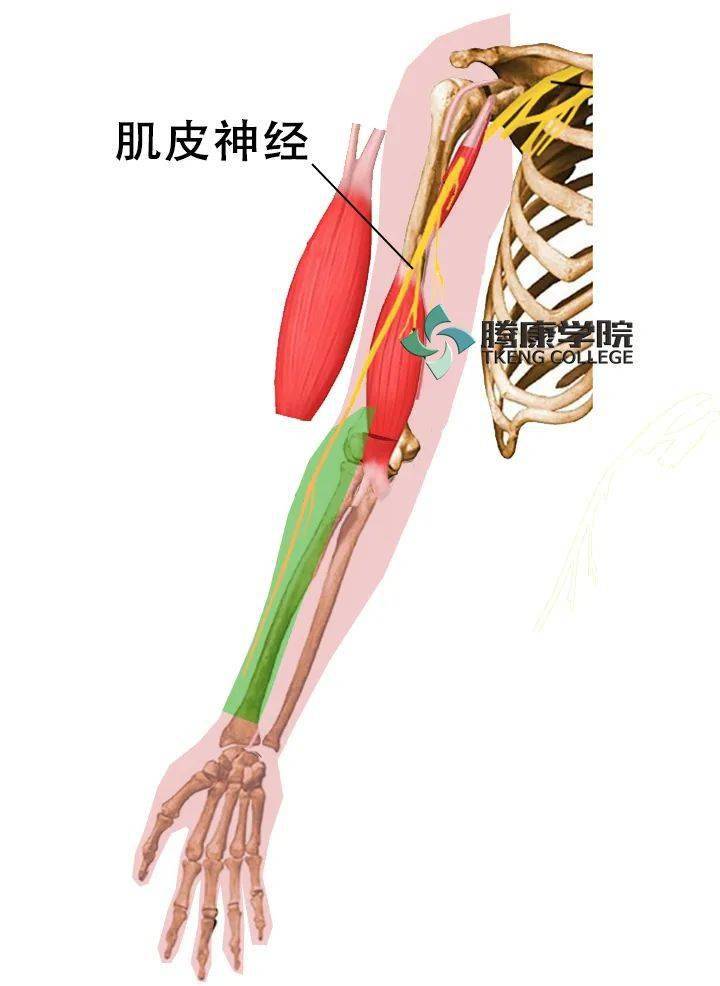 最全!脊神经系统汇总