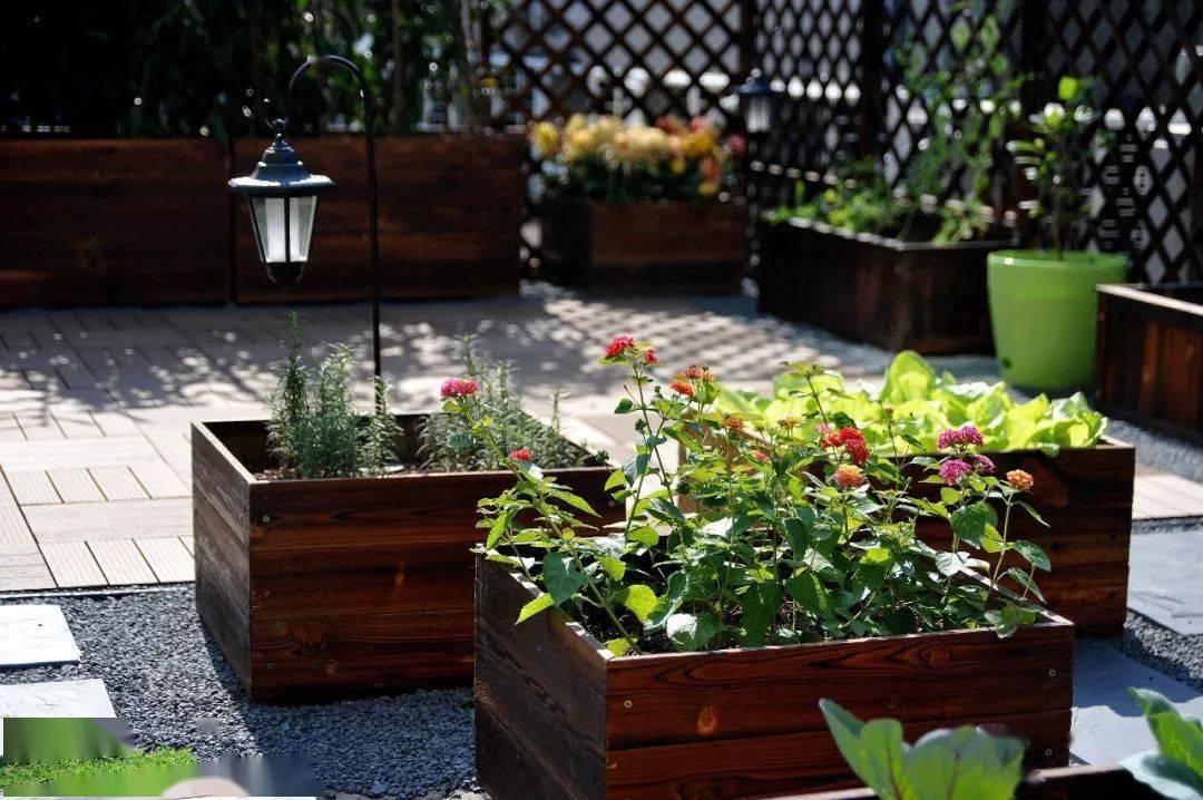 阳台种什么植物可以吃 8ad159aeec984c2b89de050423cc26e4.jpeg