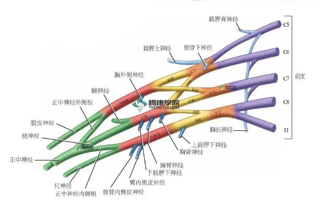 臂丛神经由颈c5～8与t1神经根组成,分支主要分布于上肢,有些小分支