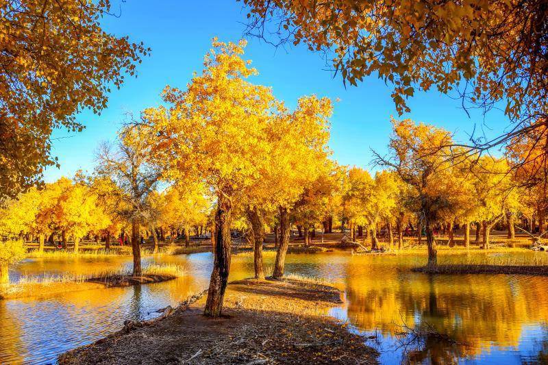 金色秋天是什么意思 b1eea4ade19949879ae2c0067c4e103c.jpeg