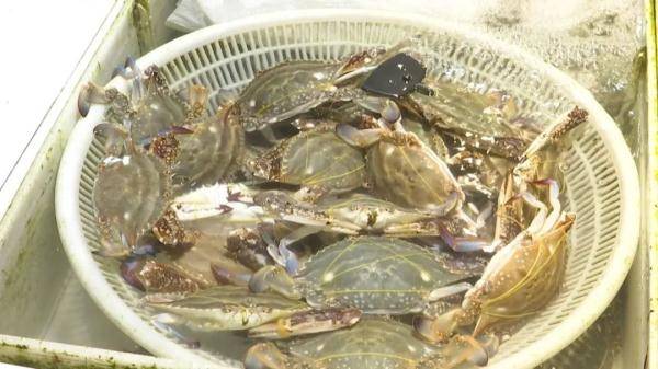 梭子蟹|因为这个美味，杭州小伙半夜疼得直叫唤！