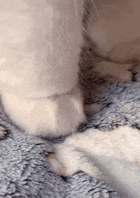 200_284gif 动态图 动图