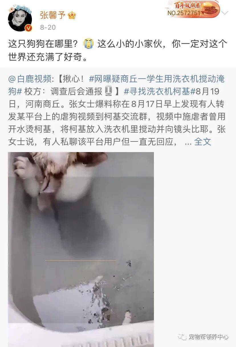 李某阳|洗衣机柯基终于找到,还活着!可还是留给了施虐者养……