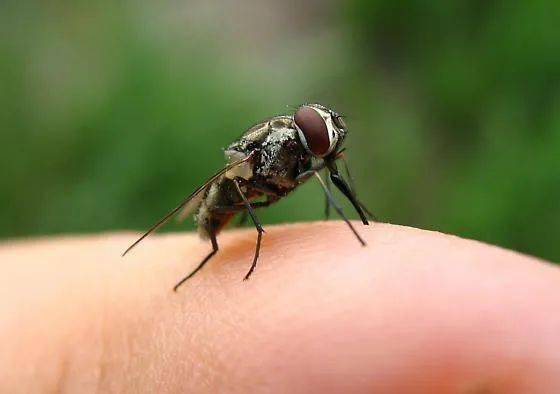 咬人超痛的苍蝇在多伦多出没!像蚊子一样吸人血,狗狗也不能幸免!