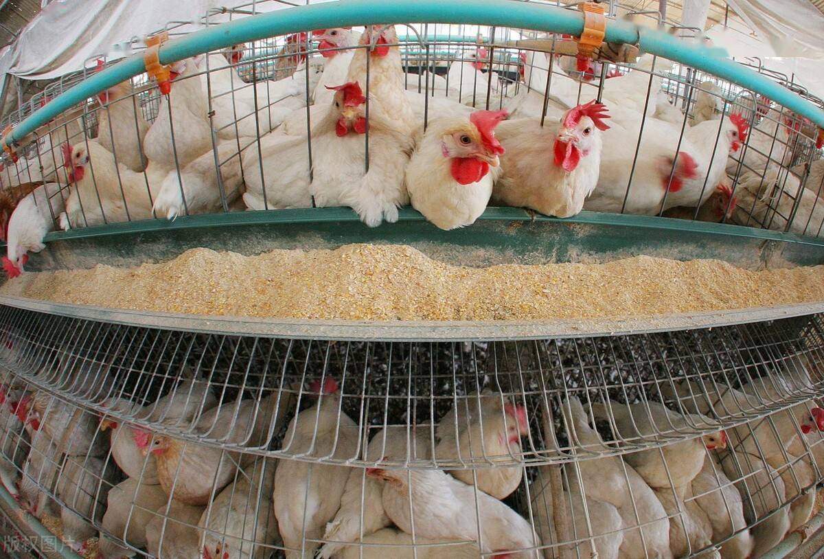 二十年磨一剑侯勇老师笼养肉鸡精细化管理新书正式上线了