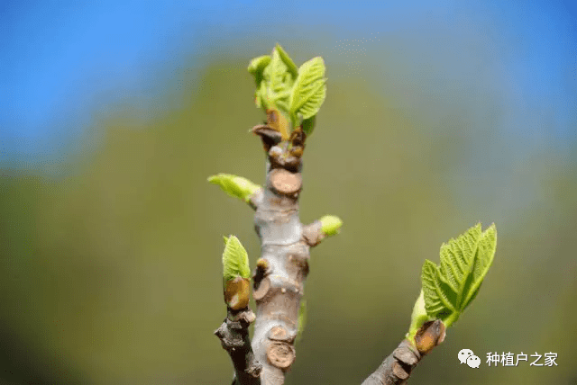 无花果的种植与管理技术视频 5988e17b97b249b49a7738854e59ced9.png