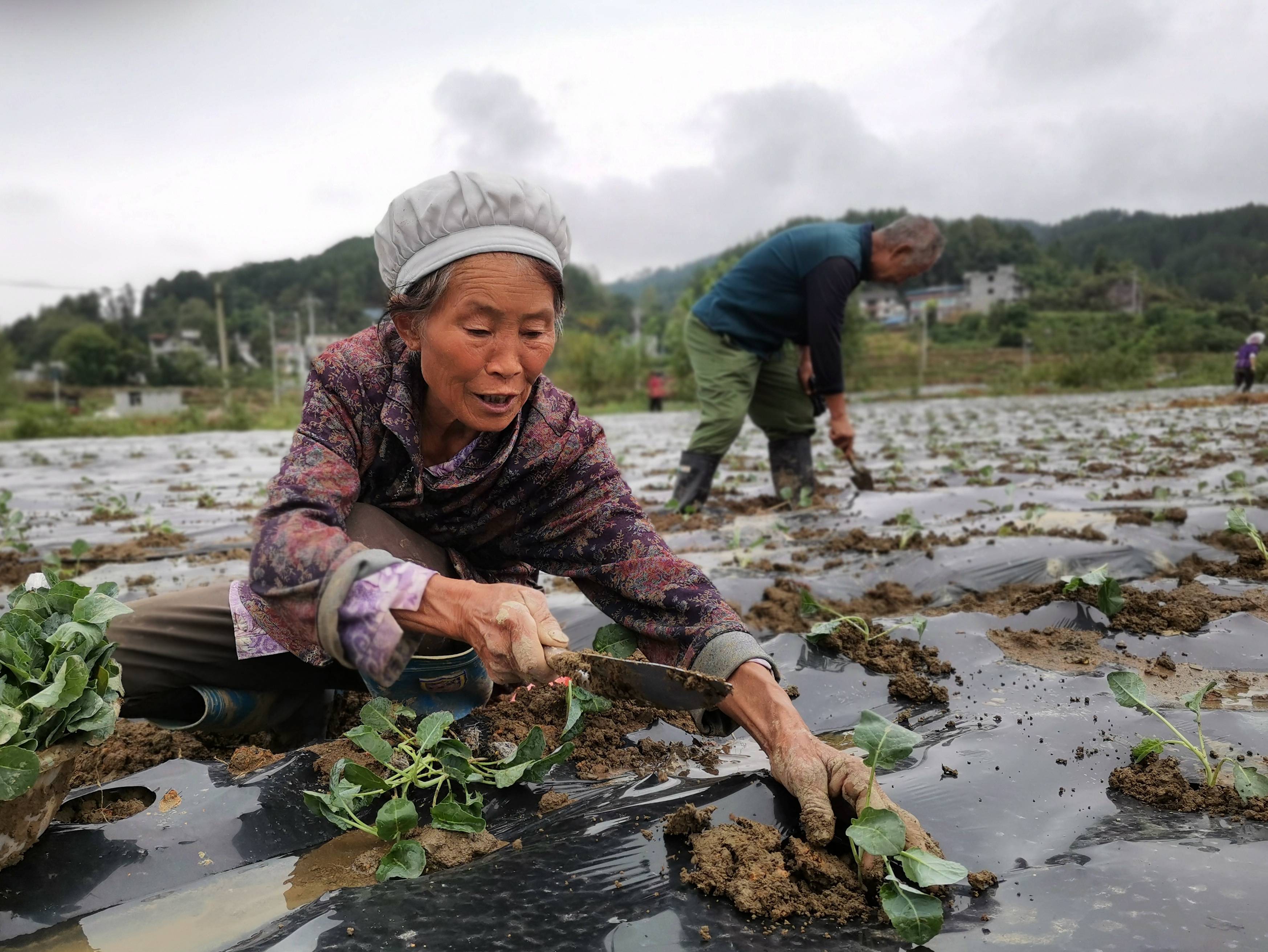 德江煎茶镇:西兰花幼苗栽种忙_种植