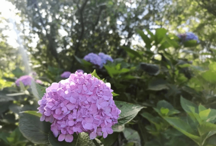 景区|重庆巴南：云林天乡 遇最美初秋