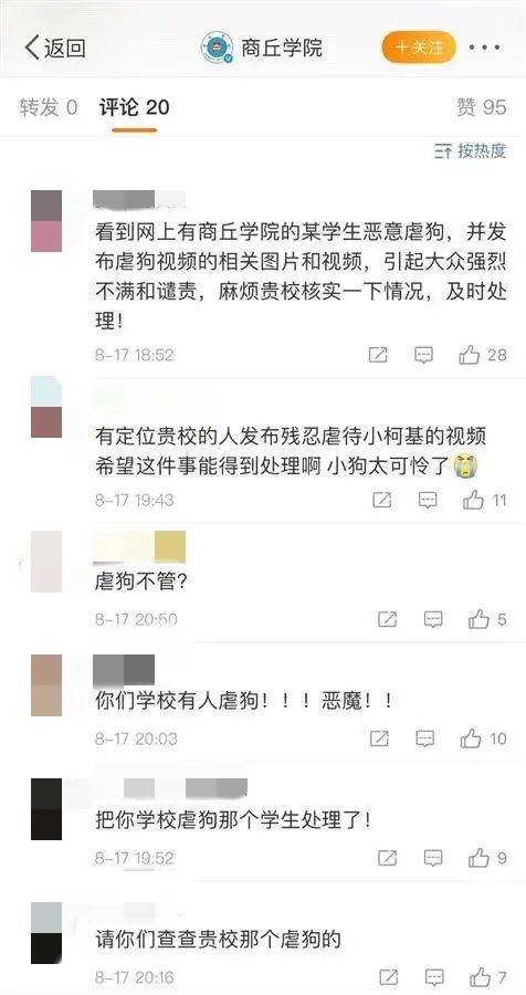 柯基犬排行_每日一王者“Dottie”——豪门战将,美国AKC彭布罗克威尔士柯基...