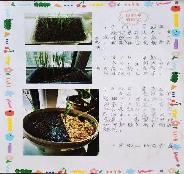 劳动播撒梦想 水稻种在我家(第二期)_种植