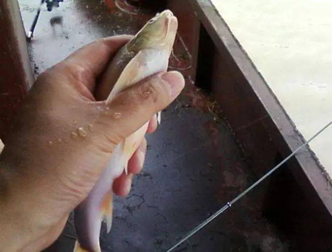 吃水米子也有讲究,那玩意刺多且绒,如牛毛一般,所以得慢慢吸吮.