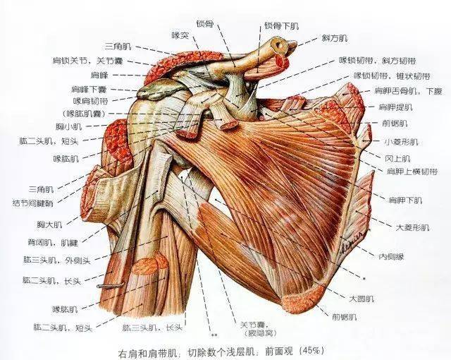 肩周炎久治不愈的绝招——不容忽视的肩胛下肌!【专业干货】